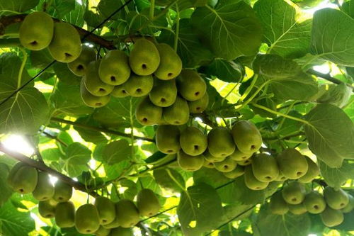 萬盛 做強(qiáng)特色農(nóng)業(yè)，暢通“郵運(yùn)通”，家禽家畜產(chǎn)業(yè)賦能鄉(xiāng)村振興