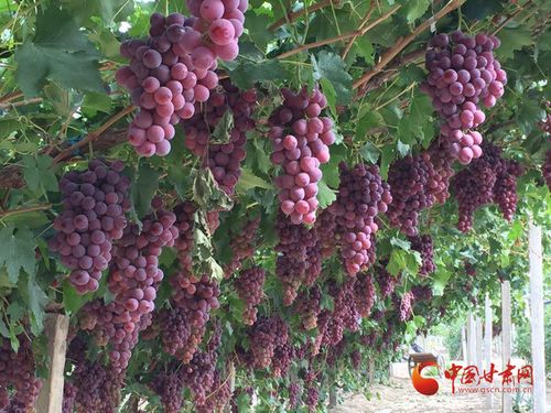 金塔縣 夯實(shí)質(zhì)量監(jiān)管基礎(chǔ)，實(shí)施綠色品牌引領(lǐng)，助推初級農(nóng)產(chǎn)品高質(zhì)量發(fā)展